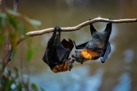 Kalon australsky - Pteropus poliocephalus - Gray-headed Flying Fox 0719